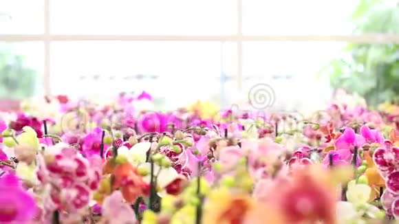 女人走在鲜花的花园里触摸并闻到一种兰花的味道喷在叶子上视频的预览图