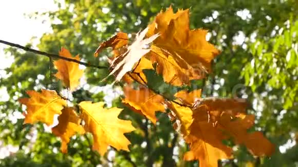 秋天的树叶在树上透过树叶阳光普照视频的预览图