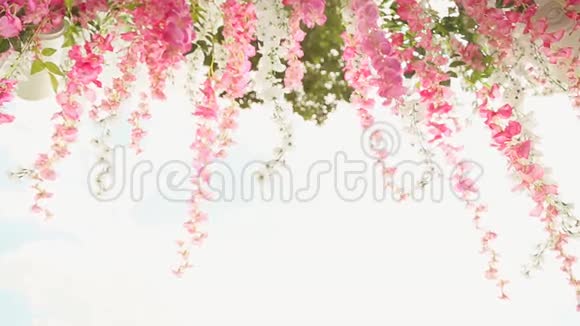 粉红色和白色的花垂下来视频的预览图