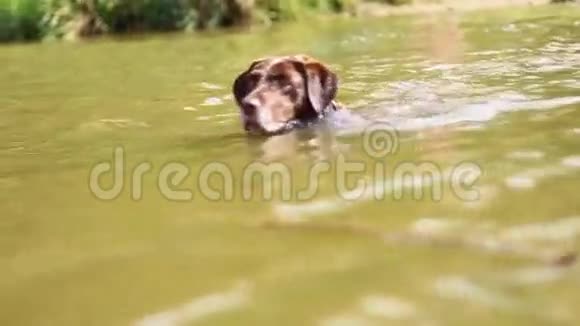 拉布拉多猎犬视频的预览图