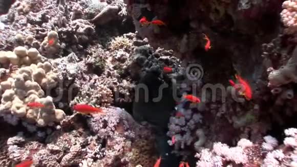 明亮的橙色鱼在干净的蓝色背景下的红海视频的预览图