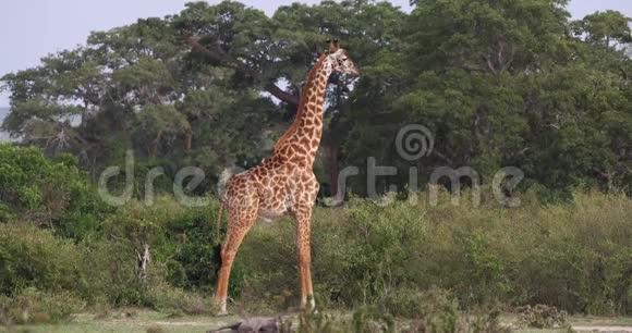 马赛长颈鹿长颈鹿成年站在草原上肯尼亚马赛马拉公园视频的预览图