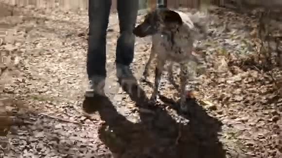 一个穿着毛衣和裤子的男人和一只狗在户外散步这种狗种得了达尔马提亚带着达尔马提亚狗走路的人视频的预览图
