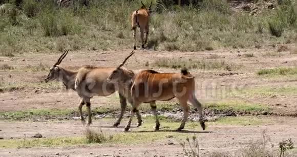 CapeElandtaurotragusoryx肯尼亚内罗毕公园肯尼亚马赛马拉公园视频的预览图