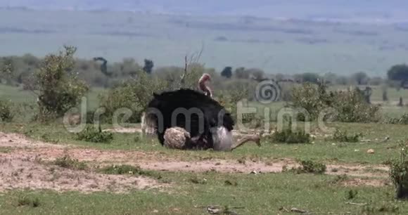 肯尼亚MasaiMara公园的鸵鸟骆驼男女交配视频的预览图