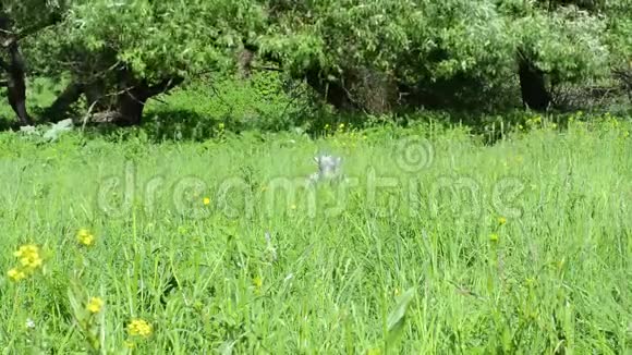在草地上散步的山羊在草地上你嚼着鲜花给它们视频的预览图