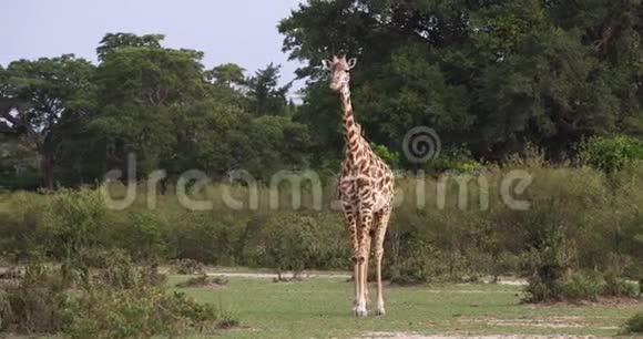 马赛长颈鹿长颈鹿成年站在草原上肯尼亚马赛马拉公园视频的预览图