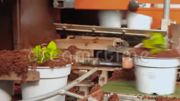植物在传送带上的罐子里植物在人行道上的罐子里移动现代植物生长植物机器人温室视频的预览图
