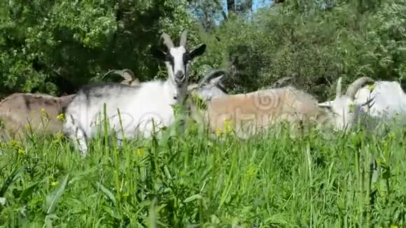 在草地上散步的山羊在草地上你嚼着鲜花给它们视频的预览图