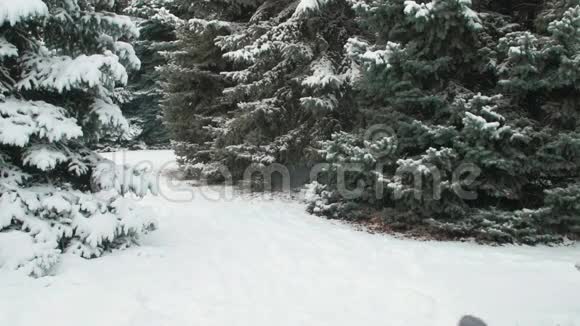 一家人在冬天的森林里休息美丽的风景和雪杉树视频的预览图