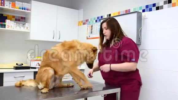女兽医用听诊器检查可爱的狗视频的预览图