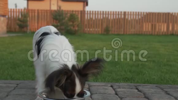 帕皮龙大陆玩具小狗吃干粮乡村情节慢镜头股票视频视频的预览图