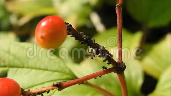 蚂蚁爬浆果视频的预览图