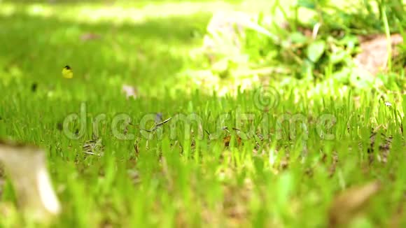 安静的绿色草坪白天小蝴蝶成群地吃矿物视频的预览图