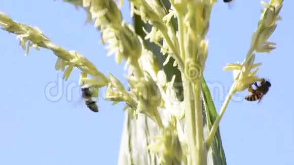 蜜蜂工人视频的预览图