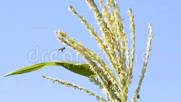 蜜蜂工人视频的预览图