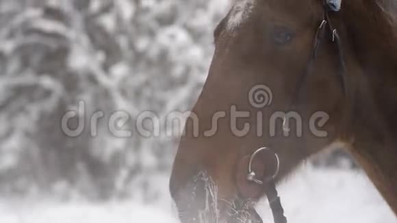 在冬季跑步呼吸和张开嘴后把棕色的赛马关起来视频的预览图