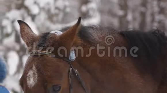 在冬季跑步呼吸和张开嘴后把棕色的赛马关起来视频的预览图