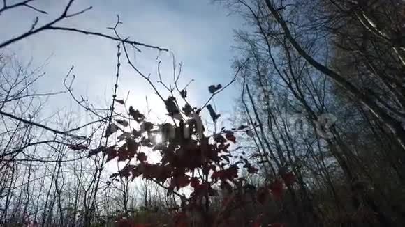 阳光透过树叶照耀在树上视频的预览图