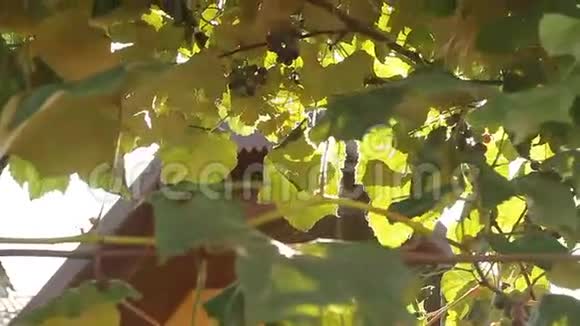 葡萄园的阳光透过葡萄叶视频的预览图