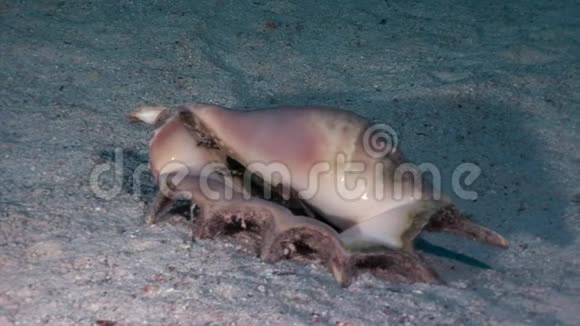 贝壳兰比斯在沙底水下红海视频的预览图