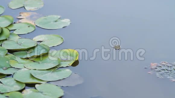 一只绿色的青蛙在池塘里眨眼视频的预览图