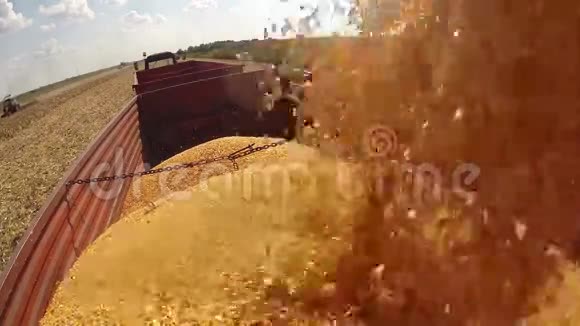 玉米粒落入拖拉机拖车运输到粮仓视频的预览图