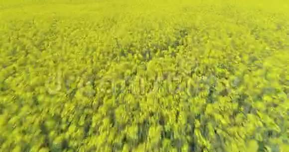 在夏日的黄花田上向前迈进欧洲意大利户外绿色自然景观空中缔造者4k视频的预览图