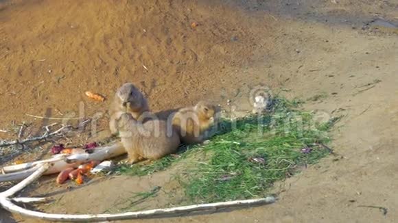 三只黑尾草原狗吃视频的预览图