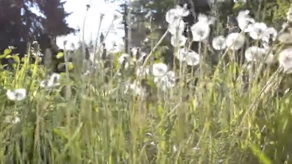 春天的草地上有蒲公英视频的预览图