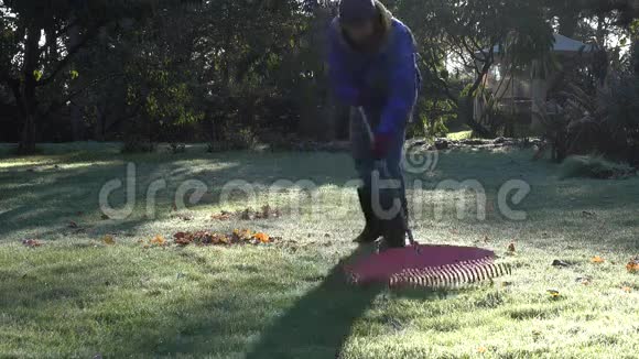 秋天穿暖和衣服的园丁在结霜的花园草地上耙树叶4K视频的预览图
