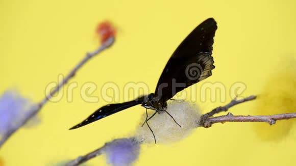 黑色热带蝴蝶扇动翅膀视频的预览图