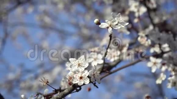 美丽的开花梅树春天百花齐放的背景视频的预览图