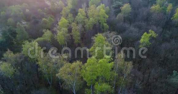 在日落或日出的夏日随着太阳耀斑在森林上空前进欧洲意大利户外绿色自然景观视频的预览图