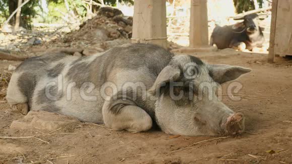黑白猪猪猪睡觉视频的预览图