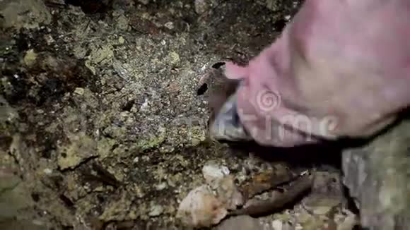 考古发现的考古学视频的预览图