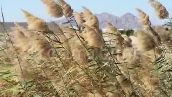 多风天气下美丽的芦苇视频的预览图