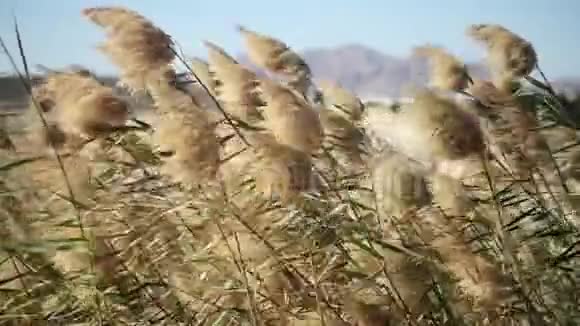 多风天气下美丽的芦苇视频的预览图