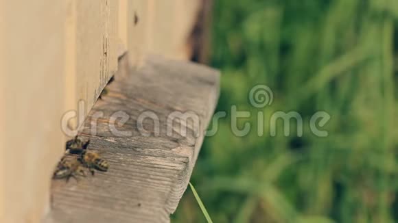 蜜蜂从蜂巢起飞上班带着花蜜回来视频的预览图