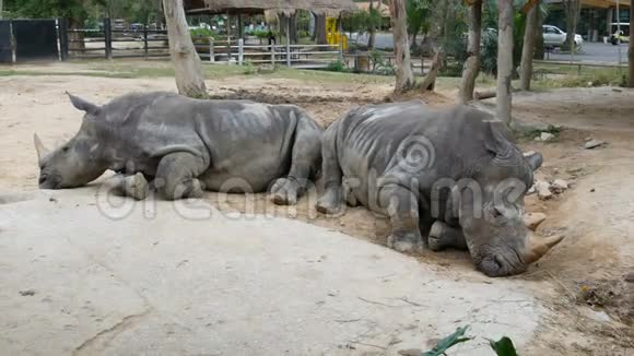 犀牛躺在泰国khaokheo动物园的地上视频的预览图