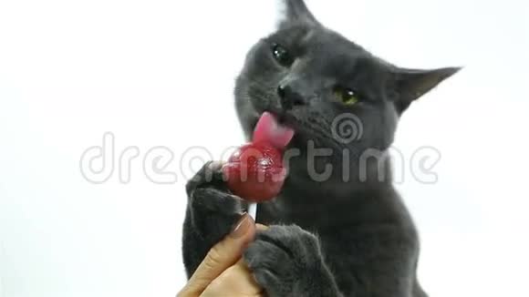 猫舔棒棒糖甜食白色背景的搞笑灰可爱猫视频的预览图