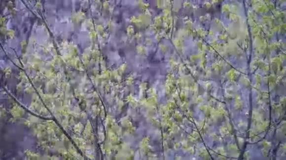 异常天气四月的春天白雪覆盖绿树和树叶慢动作视频的预览图