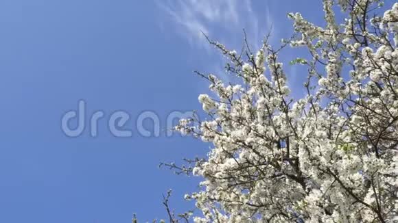 四月的梅花在蓝天的背景上绽放4K视频的预览图