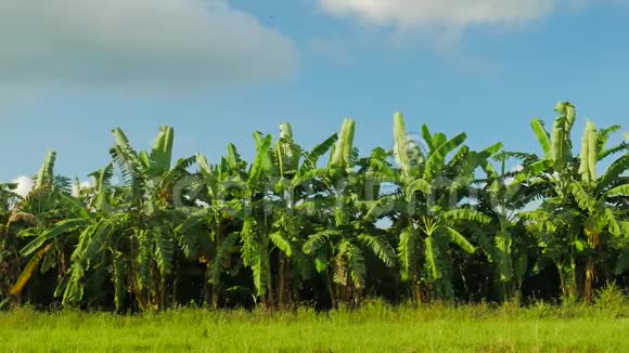 香蕉田有蓝天背景的香蕉农场视频的预览图