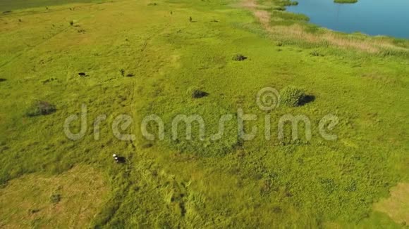 美丽的顶部景色绿色的夏日草地有一头牛和蓝色的湖视频的预览图