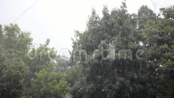大雨大风摇动树枝雨水排水视频的预览图