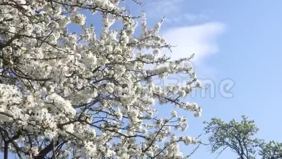四月的梅花在蓝天的背景上绽放4K视频的预览图