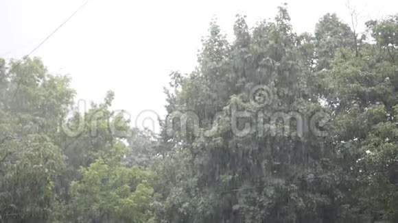 大雨大风摇动树枝雨水排水视频的预览图
