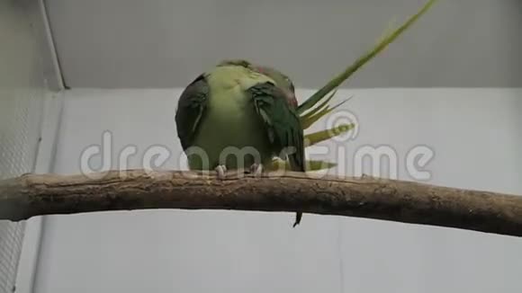 绿色鹦鹉关心它的尾巴羽毛视频的预览图