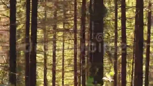 夏天的欧洲森林视频的预览图